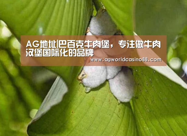 AG地址|巴百克牛肉堡,专注做牛肉汉堡国际化的品牌(图4) AG视讯